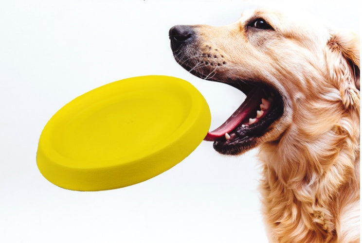 Pet Dogs Throwing Plastic Toy